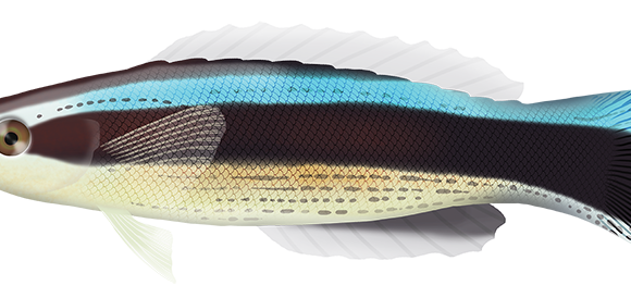 Common Cleanerfish - Marinewise