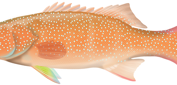 Common Coral Trout -Marinewise