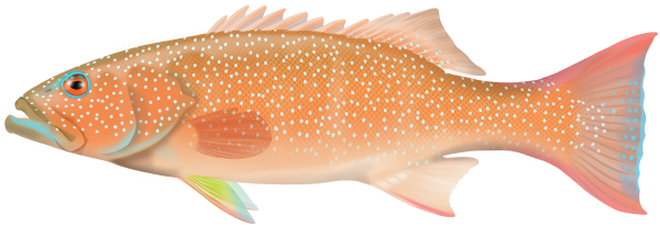 Common Coral Trout -Marinewise