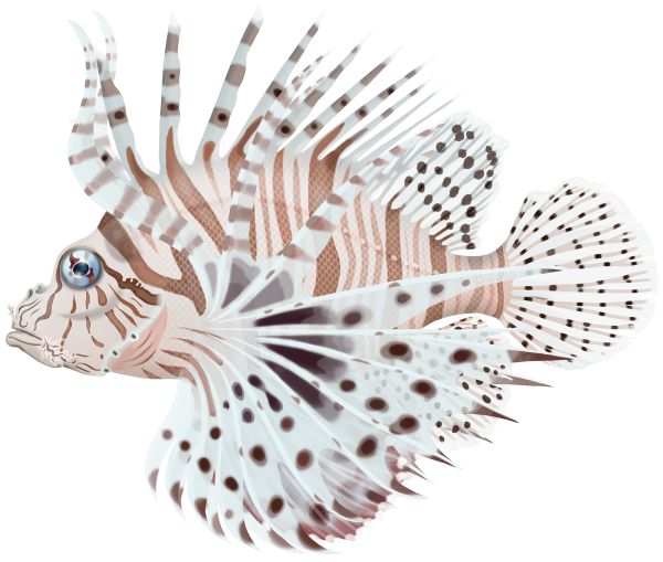 Common Lionfish - Marinewise