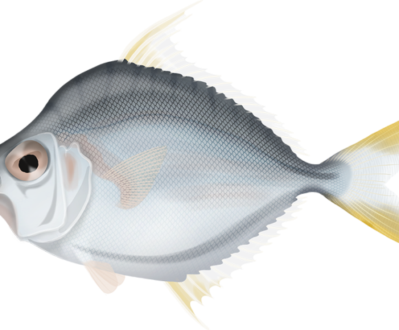 Common Ponyfish - Marinewise