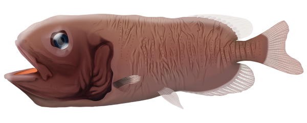 Common Redmouth Whalefish - Marinewise