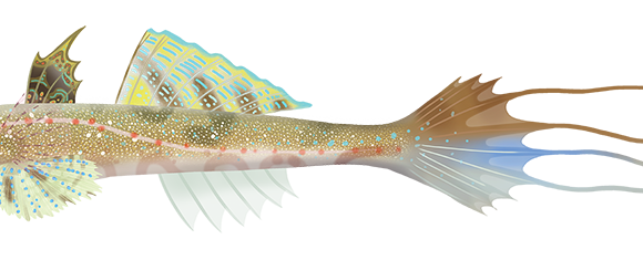 Common Stinkfish - Marinewise
