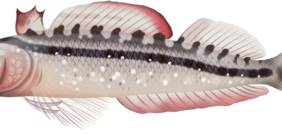 Common Threefin - Marinewise