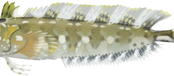 Common Weedfish - Marinewise