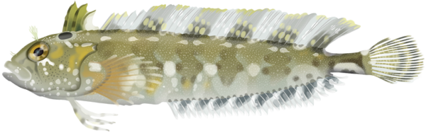 Common Weedfish - Marinewise