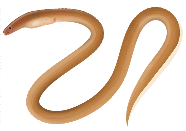 Common Worm Eel - Marinewise