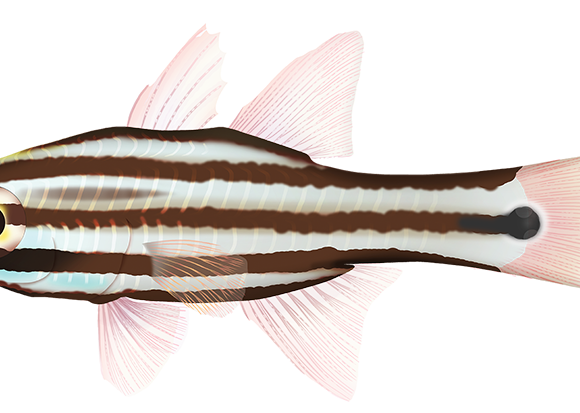 Cooks Cardinalfish - Marinewise