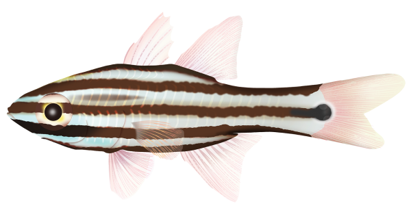 Cooks Cardinalfish - Marinewise