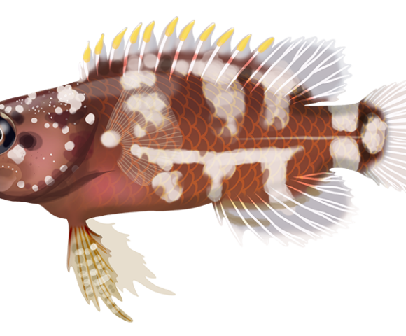 Coral Devil Fish - Marinewise