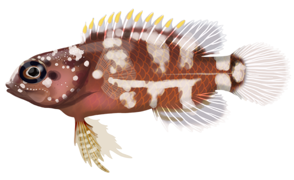 Coral Devil Fish - Marinewise