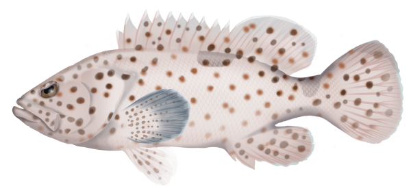 Coral Grouper - Marinewise