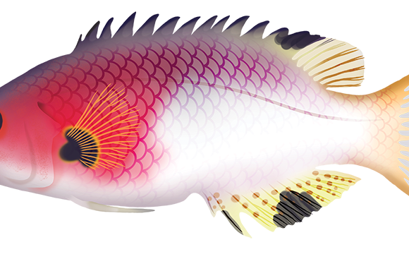 Coral Pigfish - Marinewise
