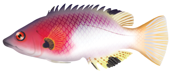 Coral Pigfish - Marinewise