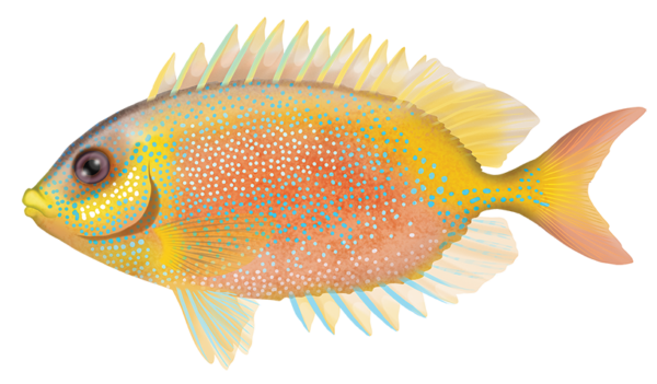Coral Rabbitfish - Marinewise