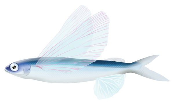 Cosmopolitan Flyingfish - Marinewise