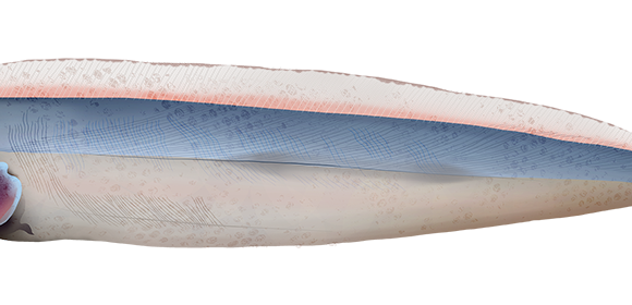 Crested Bandfish - Marinewise