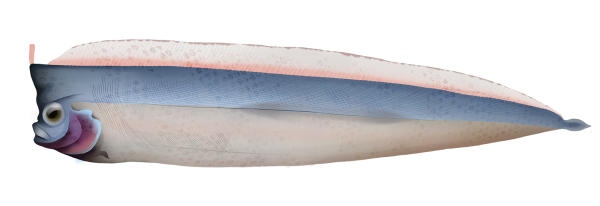 Crested Bandfish - Marinewise