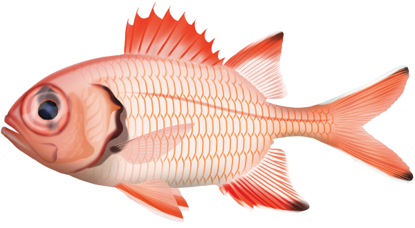Crimson Soldierfish - Marinewise