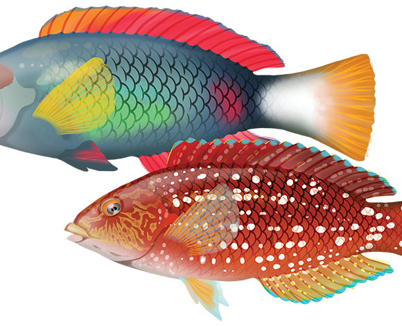 Crimsonband Wrasse - Marinewise