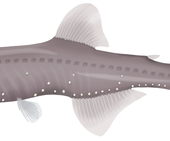 Cripplefin Lanternfish - Marinewise