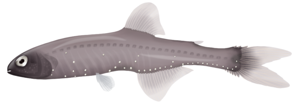 Cripplefin Lanternfish - Marinewise