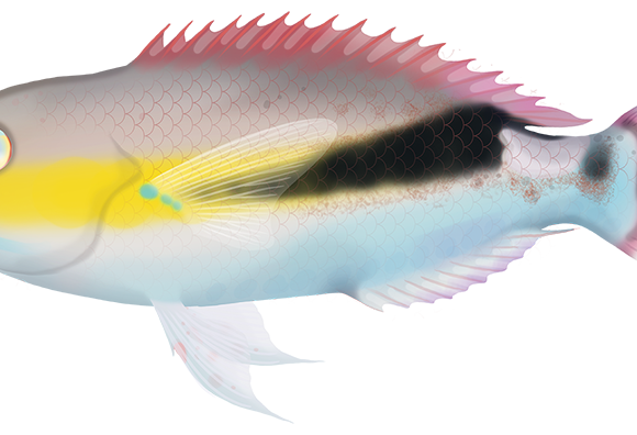 Dagger Tuskfish - Marinewise