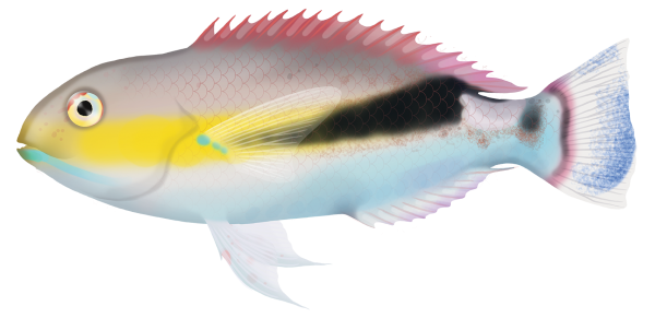 Dagger Tuskfish - Marinewise