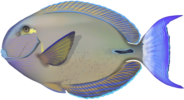 Dark Surgeonfish - Marinewise