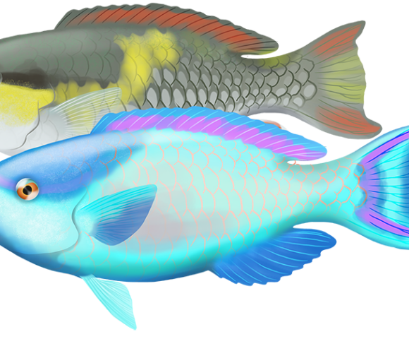 Darkcap Parrotfish - Marinewise
