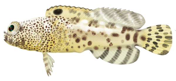 Darwin Jawfish - Marinewise