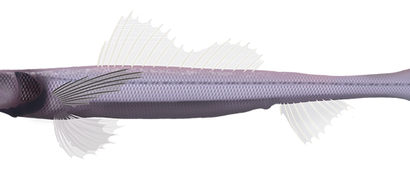 Deepsea Lizardfish - Marinewise