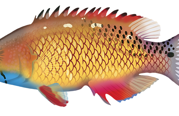 Dianas_s Pigfish - Marinewise