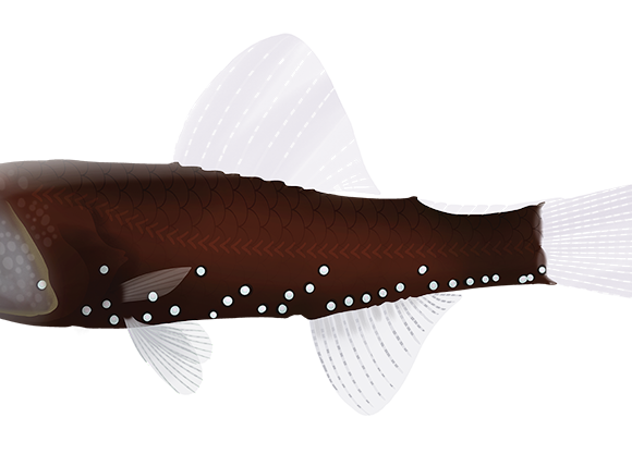 Doflein's Lanternfish - Marinewise