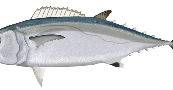 Dogtooth Tuna - Marinewise