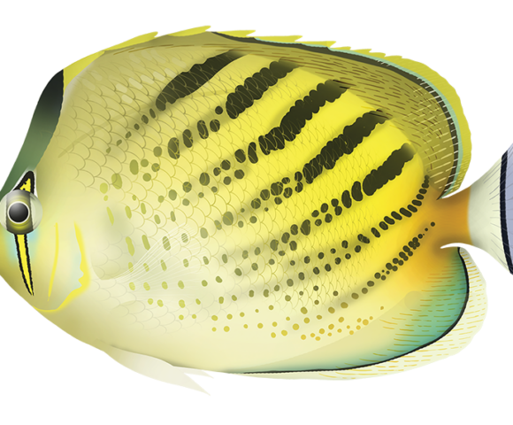 Dot-and-Dash Butterflyfish - Marinewise