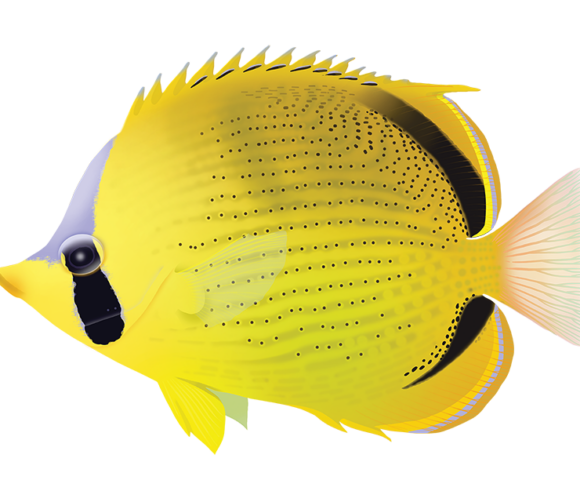 Dotted Butterflyfish - Marinewise