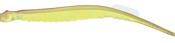 Double-End Pipefish - Marinewise