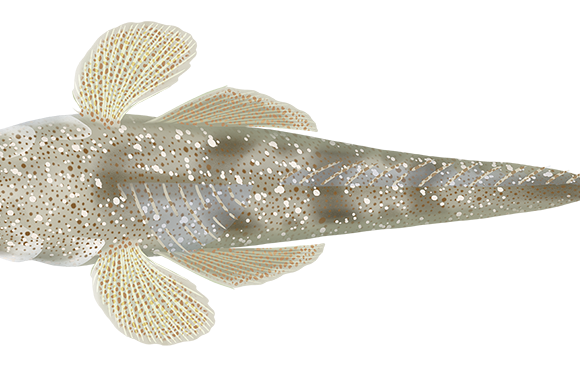 Dusky Flathead - Marinewise