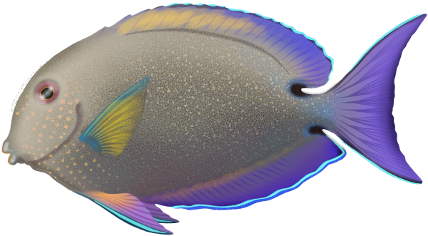 Dusky Surgeonfish - Marinewise