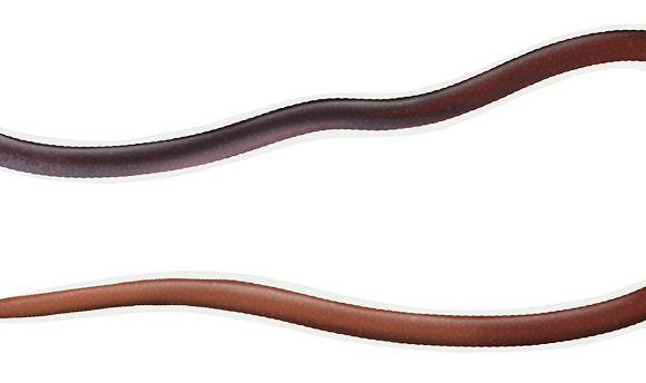 Earthworm Snake Eel - Marinewise