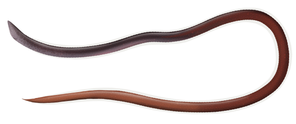 Earthworm Snake Eel - Marinewise