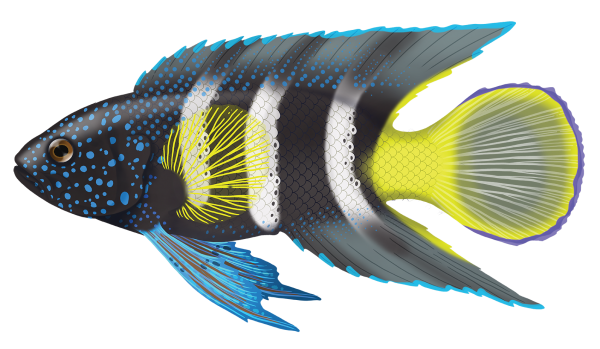 Eastern Blue Devil Fish - Marinewise