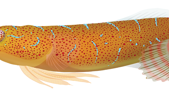 Eastern Cleaner Clingfish - Marinewise