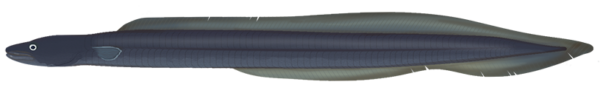 Eastern Conger Eel - Marinewise