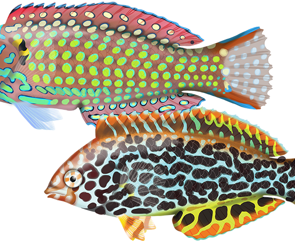 Eastern Leopard Wrasse - Marinewise