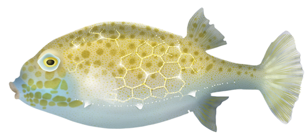 Eastern Smooth Boxfish - Marinewise
