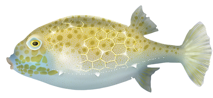Eastern Smooth Boxfish - Anoplocapros Inermis | Marinewise