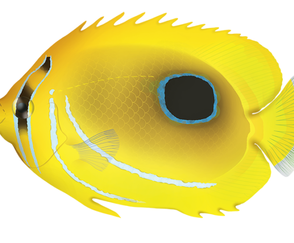 Eclipse Butterflyfish - Marinewise
