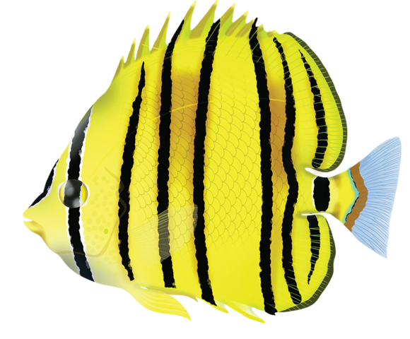 Eightbanded Butterflyfish - Marinewise